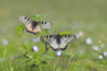 Foto de Falsa mariposa Apolo (Archon apollinus) en planta - Imagen libre de derechos