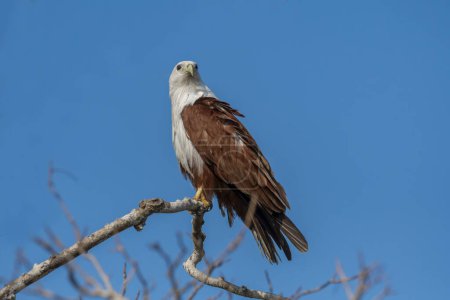 The African fish eagle or African sea eagle is a large species of eagle found in sub-Saharan Africa where there are large bodies of open water with abundant food sources