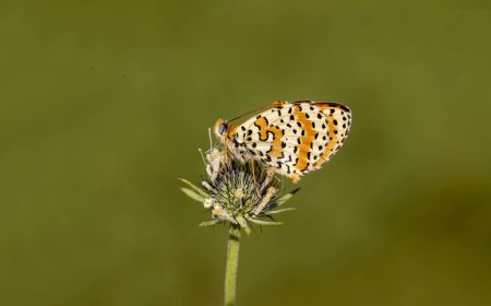 Photo for Spotted Iparhan butterfly (Melitaea didyma) on a flower - Royalty Free Image