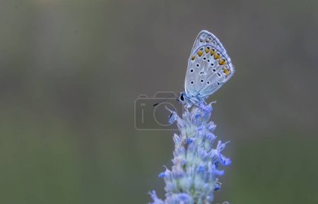 Polyeyed Blue butterfly (Polyommatus icarus) on plant
