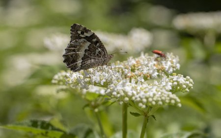 Schwarzer Murad-Schmetterling (Brintesia circe) auf der Pflanze