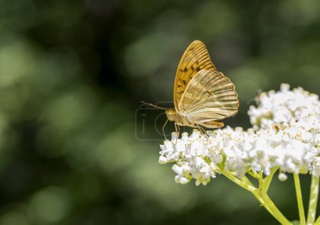 Schmetterling (Argynnis paphia) auf der Pflanze
