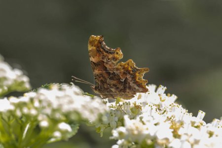 Papillon agité (Polygonia c-album) sur plante