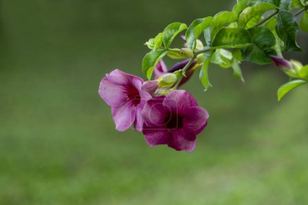 ( Allamanda blanchetii) Kletterpflanze rosa Blüten in den Tropen der Philippinen
