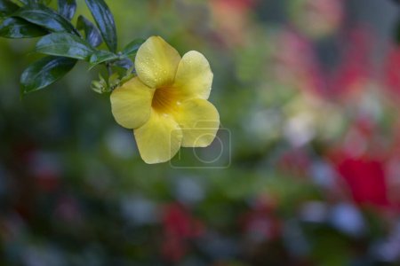 (Allamanda blanchetii) Kletterpflanze mit gelben Blüten in den Tropen der Philippinen