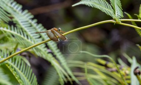Parasol commun libellule (Neurothemis fluctuans) AKA Le Grasshawk rouge et le Grasshawk libellule, est une espèce de libellule répandue dans de nombreux pays asiatiques