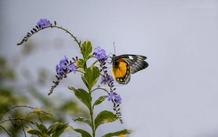 Delias pasithoe Schmetterling auf Pflanze
