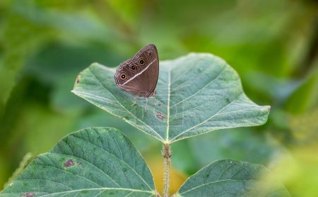 Mycalesis perseus, the dingy bushbrown or common bushbrown, is a species of satyrine butterfly found in south Asia and southeast Asia.