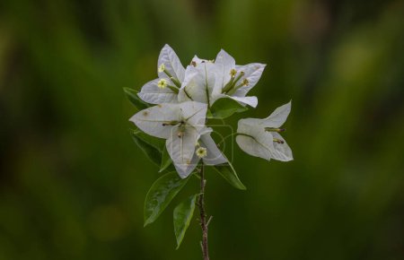 Weiße Bougainvillea. Weiße Blumen. Schöne, weiß blühende Bougainvillea. Bougainvillea Weiße Blume im Garten