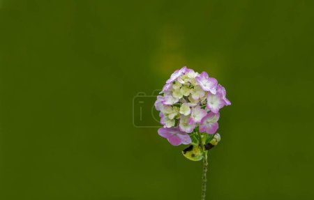 (Hortensie macrophylla) hat weiße, fliederfarbene, rosa und blaue Blüten, ihre Heimat ist Japan, ihr türkischer Name ist Hortensie.