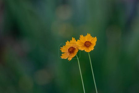 Großblütige Tickseed Sonnenkind Blume - lateinischer Name - Coreopsis grandiflora Sonnenkind