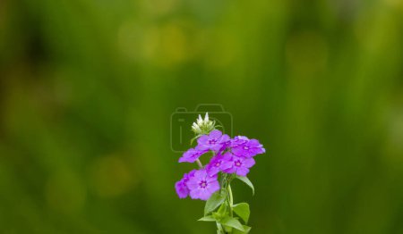Beautiful wild growing flower phlox paniculata on meadow, photo consisting from wild growing flower phlox paniculata to grass meadow, wild growing flower phlox paniculata at herb meadow countryside