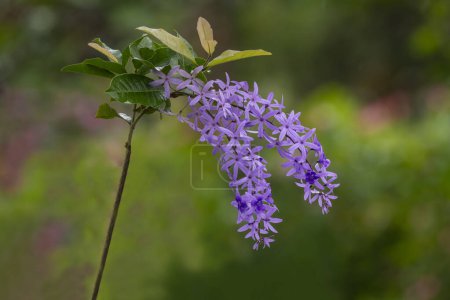 Petrea volubilis L. or Phuang Khram(Thai call) is a beautiful ornamental plant in the garden.