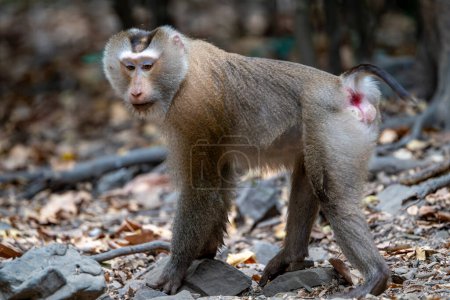 Macaco adulto de cola de cerdo del sur o macaco de cola de cerdo Sunda (Macaca nemestrina