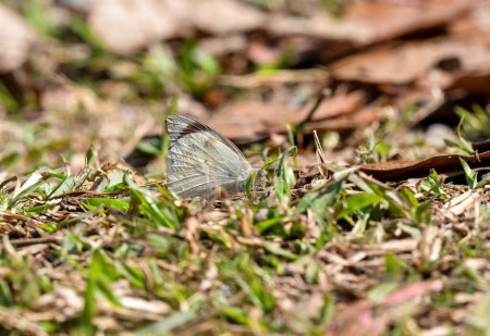 (Appias Lalage) butterfly trying to get minerals from the ground