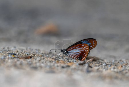 Parantica sita, chestnut tiger butterfly