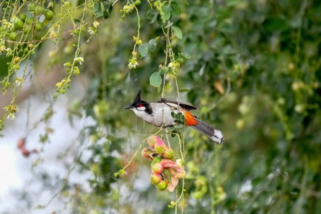 Rotschnurrbart Bulbul Vogel in Nilagiri wilden Wald, hören ihren Klang bringt Schönheit