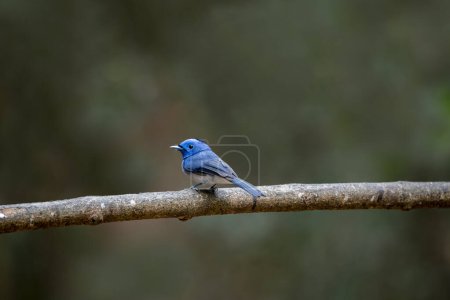 Photo for The black-naped monarch or black-naped blue flycatcher - Royalty Free Image