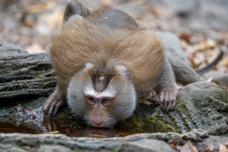 Adult Southern pig-tailed macaque or Sunda pig-tailed macaque (Macaca nemestrina