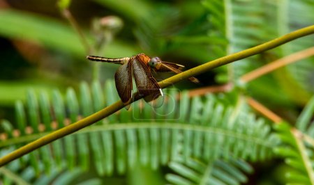 Common Parasol Dragonfly (Neurothemis fluctuans) AKA The Red Grasshawk and Grasshawk dragonfly, is a species of dragonfly widespread in many Asian countries