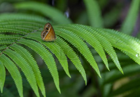 Mycalesis terminus, orange buschbraun, ist eine Schmetterlingsart aus der Familie der Nymphalidae