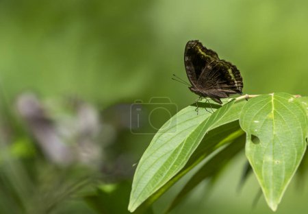 Stiefmütterchen-Schmetterling (Junonia iphita) in Ruhe