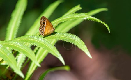 Mycalesis terminus, orange buschbraun, ist eine Schmetterlingsart aus der Familie der Nymphalidae