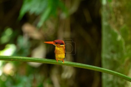 The eastern pygmy kingfisher, also known as the black-backed kingfisher or three-toed kingfisher, is a pocket-sized bird in the family Alcedinidae.