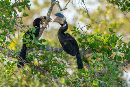 Großer Hornvogel im Khao yai Nationalpark, Thailand