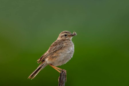 Photo for Tawny pipit (Anthus campestris) in natural habitat - Royalty Free Image