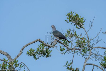 Le pigeon impérial vert est un grand pigeon forestier. Sa vaste aire de répartition s'étend du Népal, du sud de l'Inde et du Sri Lanka vers l'est jusqu'au sud de la Chine, l'Indonésie et les Philippines.