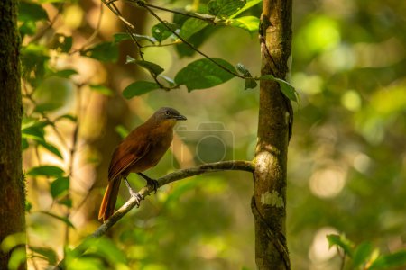 The red chatter is an endemic bird species of the family Leiothrichidae found in the Western Ghats of southern Indi