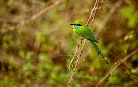 The Asian green bee-eater, also known as the little green bee-eater and green bee-eater in Sri Lanka, is a passerine bird from the bee-eater family.