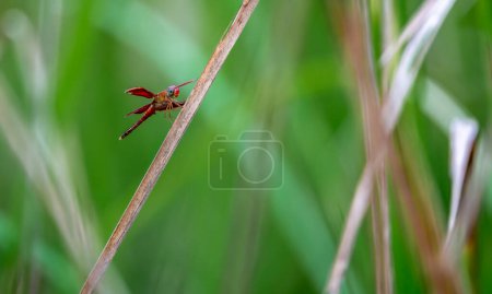 AKA Die Rot- und Grasfalkenlibelle ist eine Libellenart, die in vielen asiatischen Ländern weit verbreitet ist