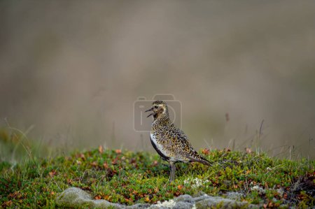 Pluvier doré sur bruyère et prairie au fond vert flou. Oiseau des Highlands. Islande. Nom scientifique : Pluvialis apricaria.