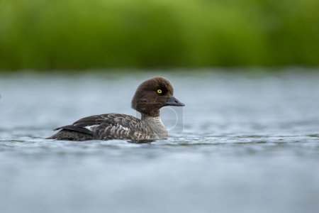 Photo for Goldeneye (Bucephala clangula) is a medium-sized marine duck species from the Anatidae family. Its close relative is Bucephala islandica. Its Turkish name is; golden eye - Royalty Free Image