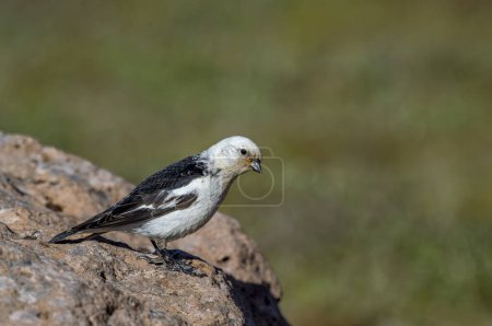 Snow Bunting, Plectrophenax nivalis, Greenland birds (Pied Chint