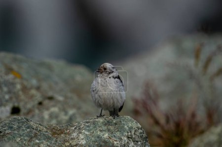 Snow Bunting, Plectrophenax nivalis, Greenland birds (Pied Chint