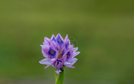 purple water hyacinth flowers in blooming close up backgrounds
