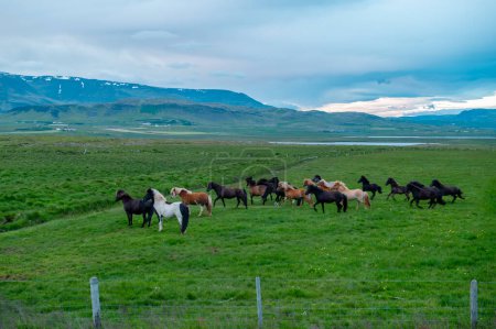 Group of Icelandic wild horses grazing on green pasture in Iceland