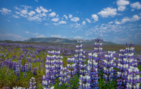 (Lupinus nootkatensis) Isländische lila blühende Blüten (Lupinen) in natürlicher Sicht, Berge und Seen typisch für Island