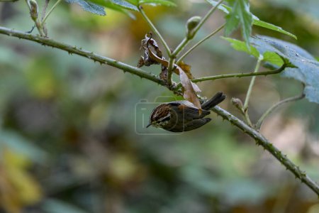 Rufous-winged Fulvetta (Schoeniparus castaneceps) is a species of bird in the Pellorneidae family