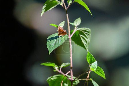 Abisara echerius est un petit mais beau papillon trouvé en Asie, appartenant à la famille Plum Judy, Punch and Judies.