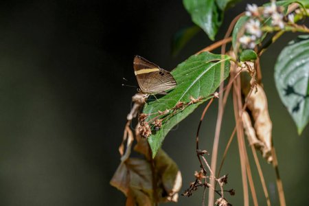 Mariposa Judy oscura (Abisara fylla) en la planta. Mariposas de Tailandia.