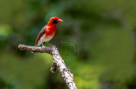 The red-headed weaver (Anaplectes rubriceps) is a bird commonly found in eastern and southern Africa in countries such as Zambia, Zimbabwe and most of Mozambique and Botswana.