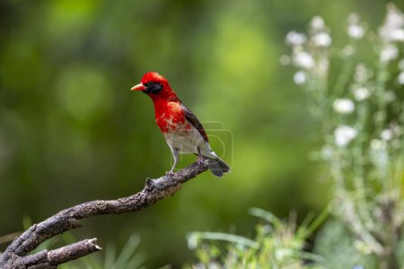 Der Rotkopfweber (Anaplectes rubriceps) ist ein Vogel, der häufig im östlichen und südlichen Afrika in Ländern wie Sambia, Simbabwe und den meisten Teilen Mosambiks und Botsuanas vorkommt..
