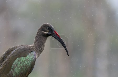 Hadada Ibis, Bostrychia hagedash, Vogel mit langem Schnabel in natürlichem Lebensraum