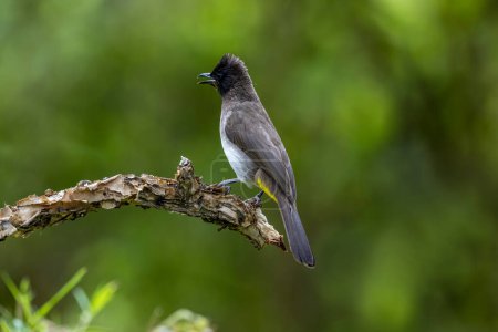Arabian nightingale es una especie de ave paseriforme de la familia Arabian nightingale, que vive en las montañas del Atlas y Egipto..