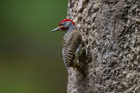 Nubian woodpecker, Serengeti National Park, Tanzania, Africa