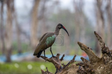 Hadada Ibis, Bostrychia hagedash, bird with long bill in natural habitat